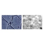 Бөлшектердің мөлшері және молекулалық салмақ анализаторы NS-90